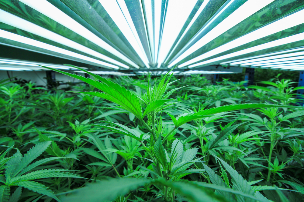 California Cannabis License Types Explained: Storefront, Delivery, Cultivation, Distribution & Manufacturing