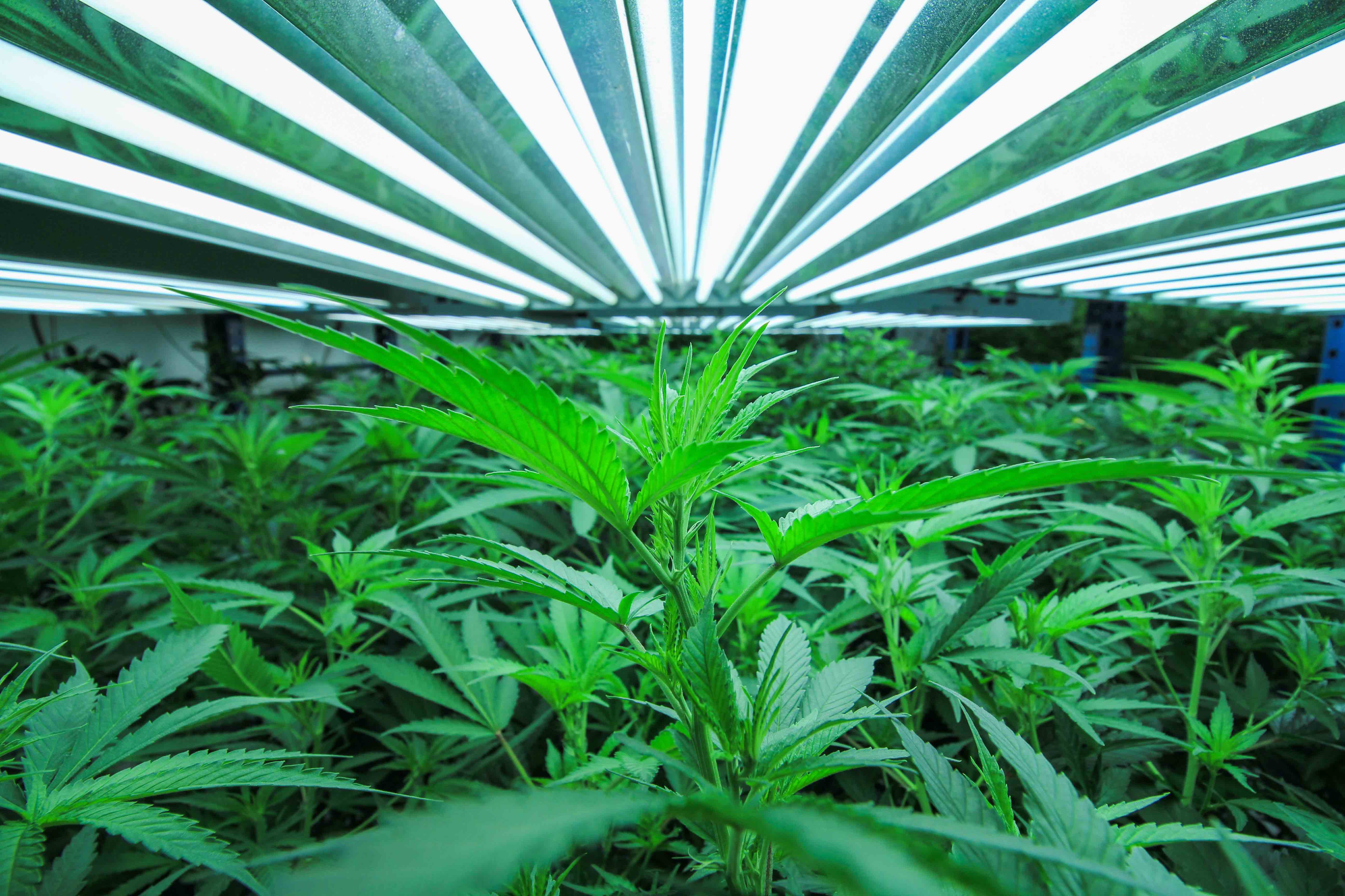 How Much Does It Cost to Buy a Dispensary in California?